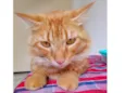 Simba