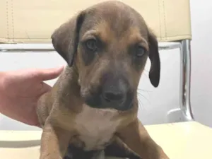 Cachorro raça SRD-ViraLata idade Abaixo de 2 meses nome Sem nome 