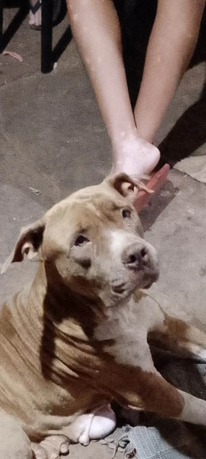 Cachorro ra a Pit-Bull idade 6 ou mais anos nome Úrsula e Bruce 