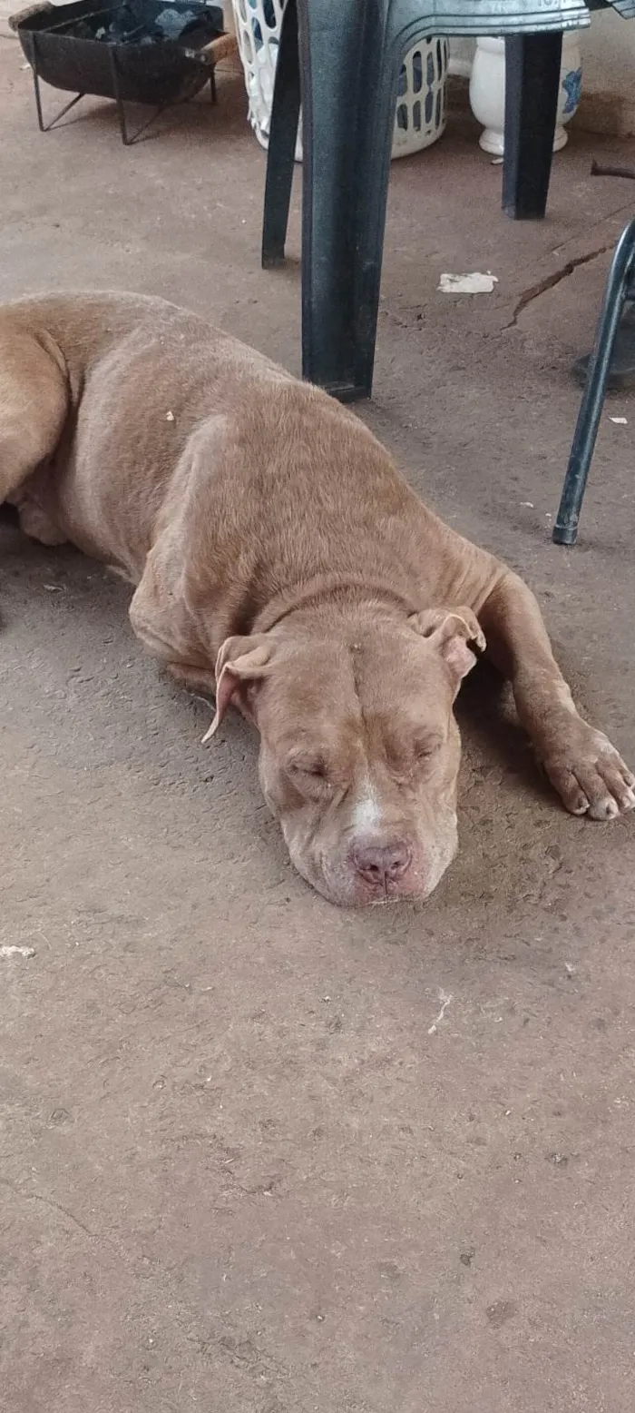 Cachorro ra a Pit-Bull idade 6 ou mais anos nome Úrsula e Bruce 