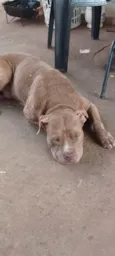 Úrsula e Bruce