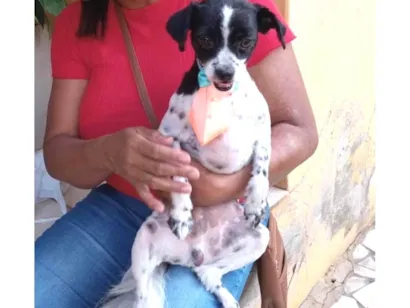 Cachorro raça Shitzu idade 2 anos nome Boold