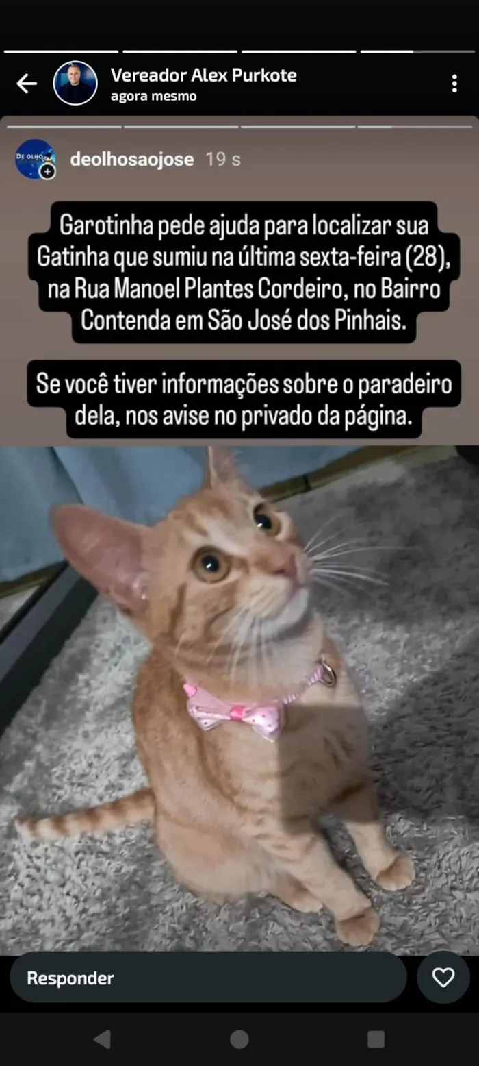 Gato ra a Exótico idade 1 ano nome Alicia 