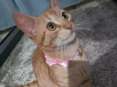 Gato raça Exótico idade 1 ano nome Alicia 