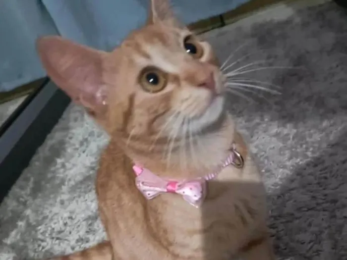 Gato ra a Exótico idade 1 ano nome Alicia 