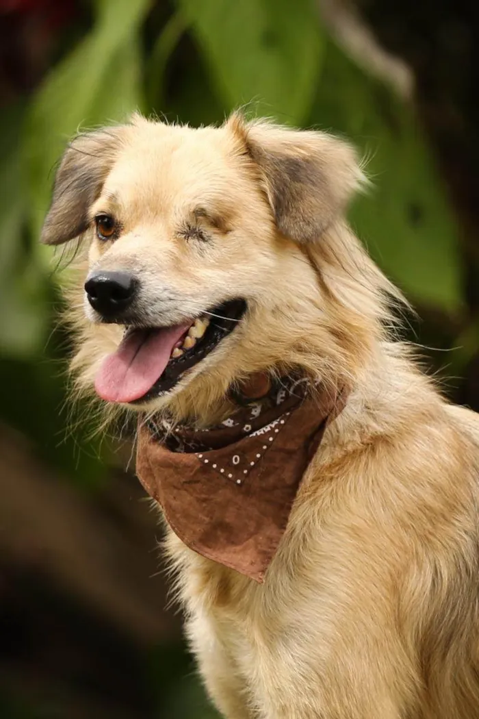 Cachorro ra a SRD-ViraLata idade 4 anos nome Pirata