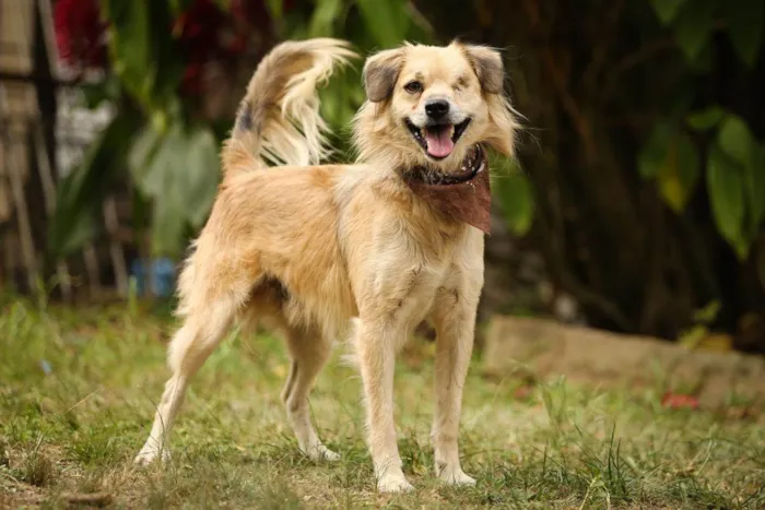Cachorro ra a SRD-ViraLata idade 4 anos nome Pirata