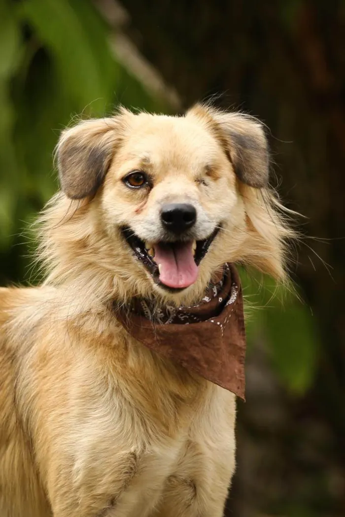 Cachorro ra a SRD-ViraLata idade 4 anos nome Pirata