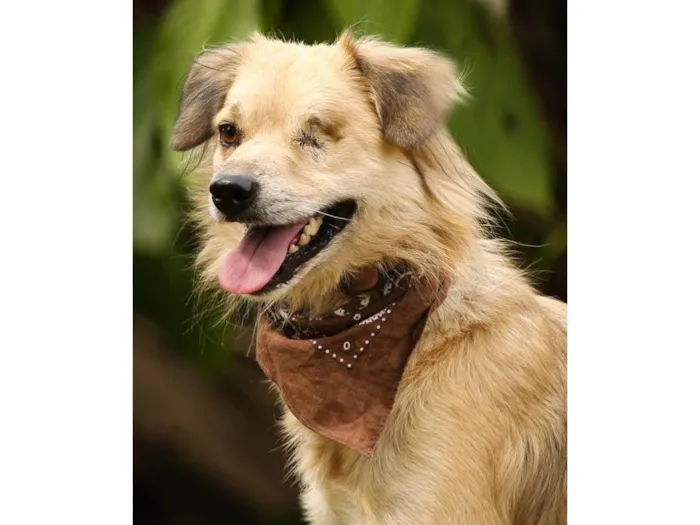 Cachorro ra a SRD-ViraLata idade 4 anos nome Pirata