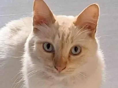 Gato raça SRD-ViraLata idade 6 ou mais anos nome Nick