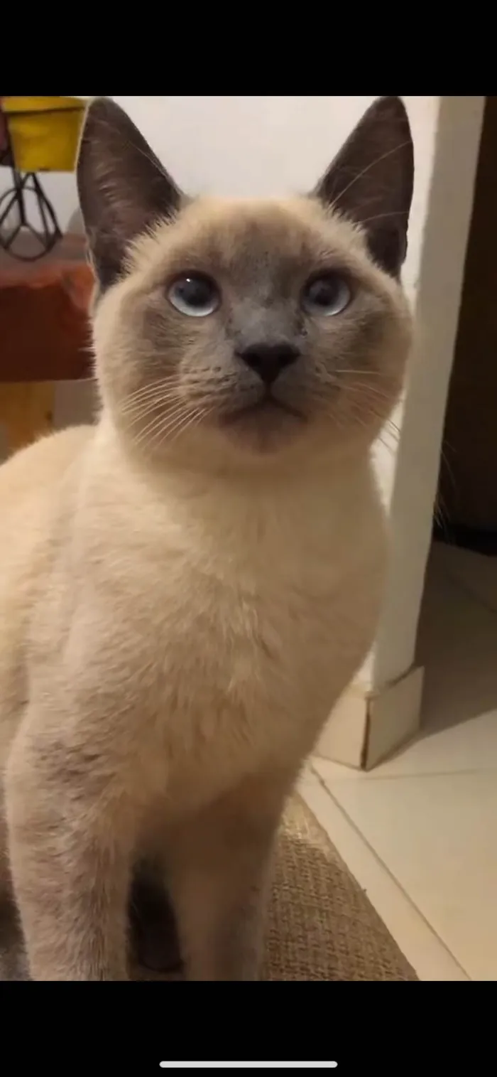 Gato ra a SRD-ViraLata idade 1 ano nome Grande