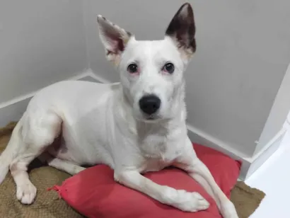 Cachorro raça SRD-ViraLata idade 6 ou mais anos nome Barão 