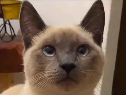Gato raça SRD-ViraLata idade 1 ano nome Grande