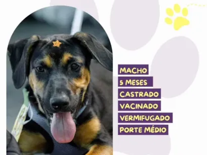 Cachorro raça SRD-ViraLata idade 2 a 6 meses nome Tito