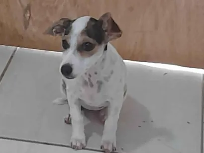 Cachorro raça SRD-ViraLata idade 2 anos nome Paçoquinha 