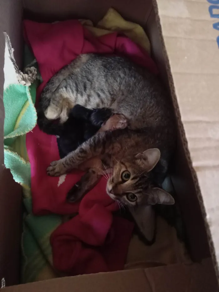 Gato ra a SRD-ViraLata idade 2 a 6 meses nome Luiza Aparecida da Silva 