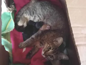 Gato raça SRD-ViraLata idade 2 a 6 meses nome Luiza Aparecida da Silva 