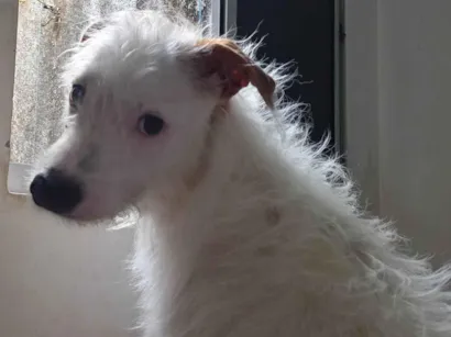Cachorro raça SRD-ViraLata idade 3 anos nome Cristiano Antônio 