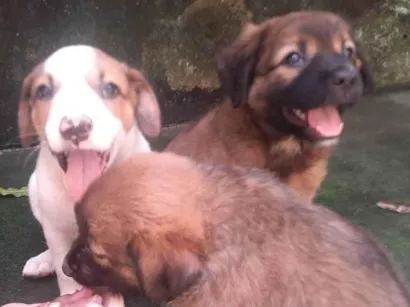 Cachorro raça SRD-ViraLata idade 2 a 6 meses nome Filhotes para adoção 