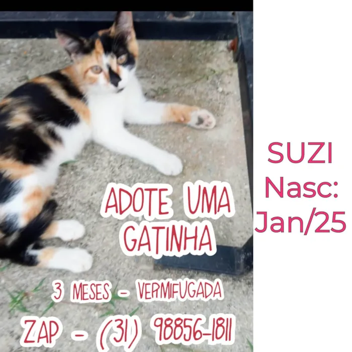 Gato ra a SRD-ViraLata idade 2 a 6 meses nome SUZI 