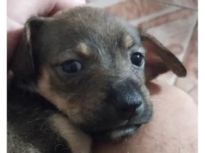 Cachorro raça SRD-ViraLata idade Abaixo de 2 meses nome Bela