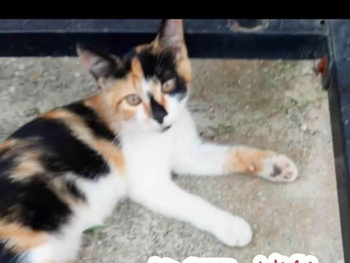 Gato ra a SRD-ViraLata idade 2 a 6 meses nome SUZI 