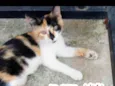 SUZI