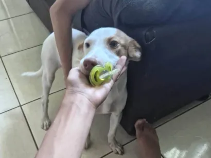Cachorro raça SRD-ViraLata idade 7 a 11 meses nome polaco
