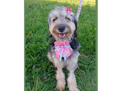 Cachorro raça SRD-ViraLata idade 3 anos nome Nina