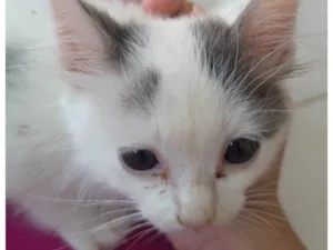 Gato raça SRD-ViraLata idade Abaixo de 2 meses nome Sem nome