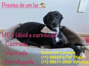 Cachorro raça SRD-ViraLata idade 2 anos nome Meg
