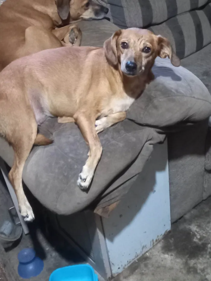 Cachorro ra a SRD-ViraLata idade 6 ou mais anos nome Mikal
