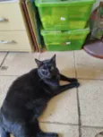 Preto