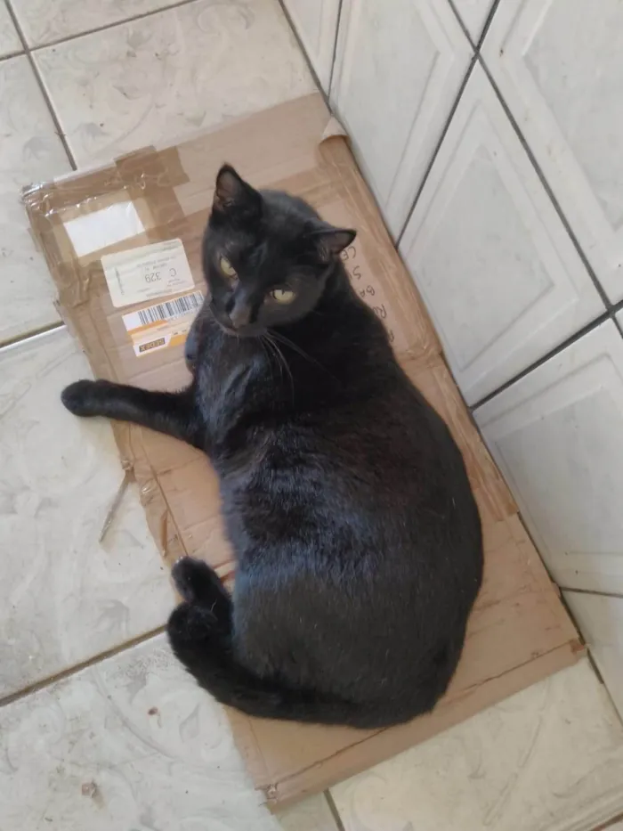 Gato ra a SRD-ViraLata idade 6 ou mais anos nome Preto