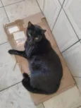 Preto