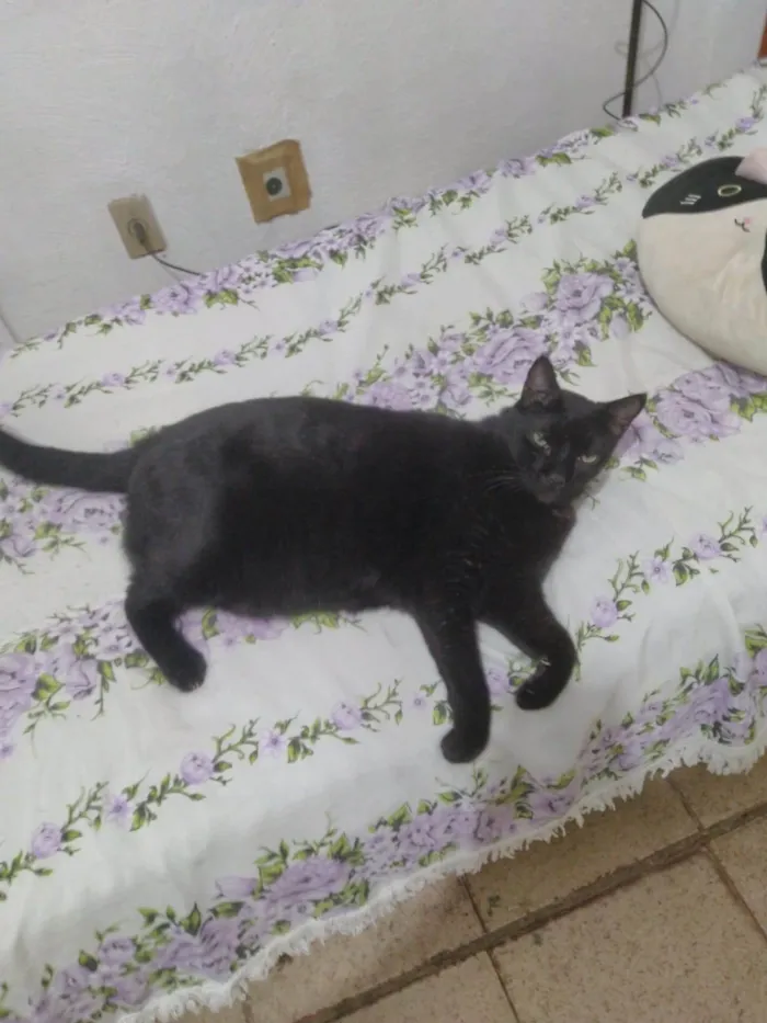Gato ra a SRD-ViraLata idade 6 ou mais anos nome Preto