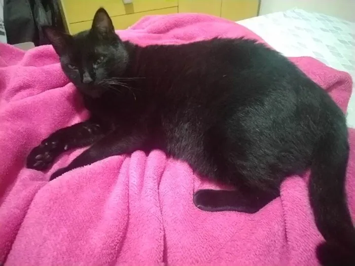 Gato ra a SRD-ViraLata idade 6 ou mais anos nome Preto