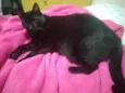 Preto