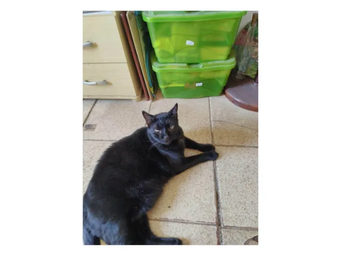 Gato ra a SRD-ViraLata idade 6 ou mais anos nome Preto