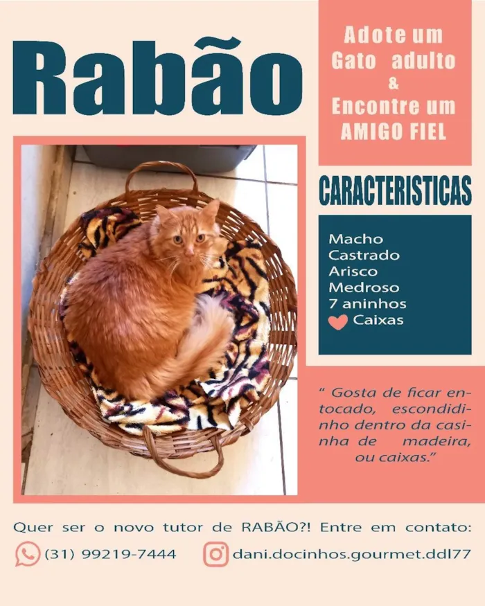 Gato ra a SRD-ViraLata idade 6 ou mais anos nome Rabinho e Rabão