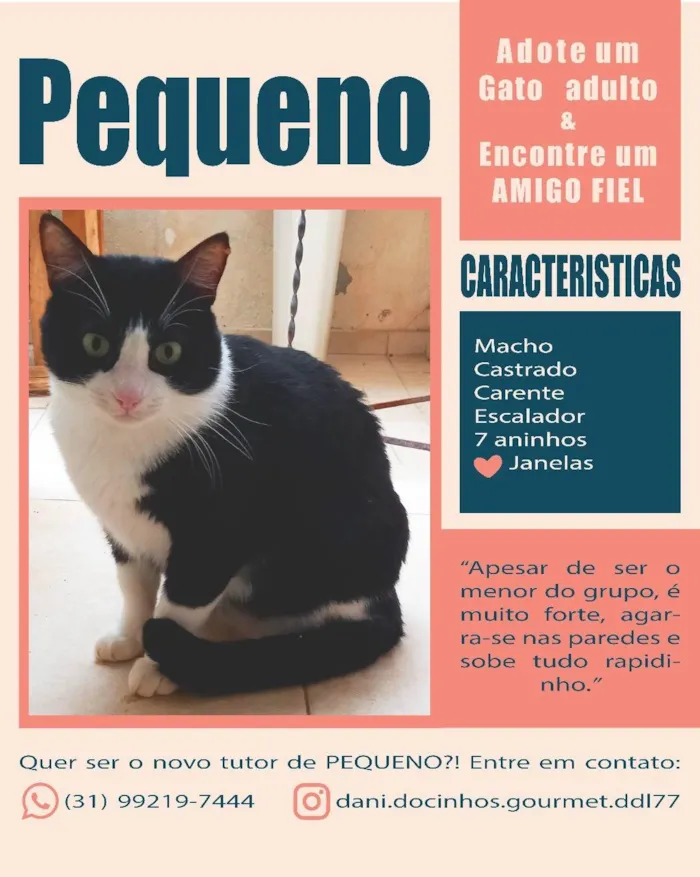 Gato ra a SRD-ViraLata idade 6 ou mais anos nome Rabinho e Rabão