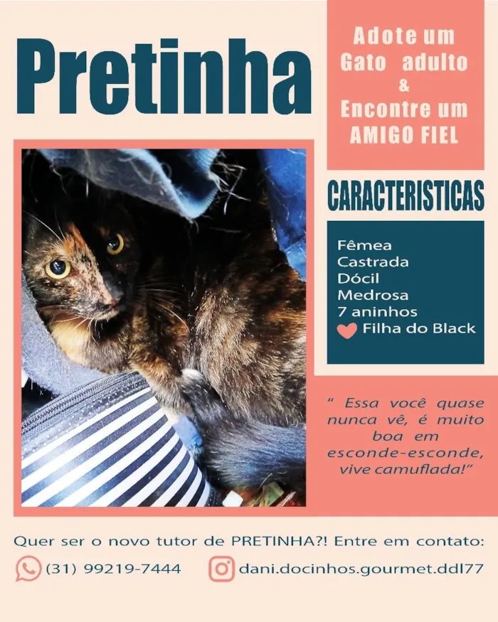 Gato ra a SRD-ViraLata idade 6 ou mais anos nome Rabinho e Rabão