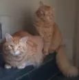 Rabinho e Rabão