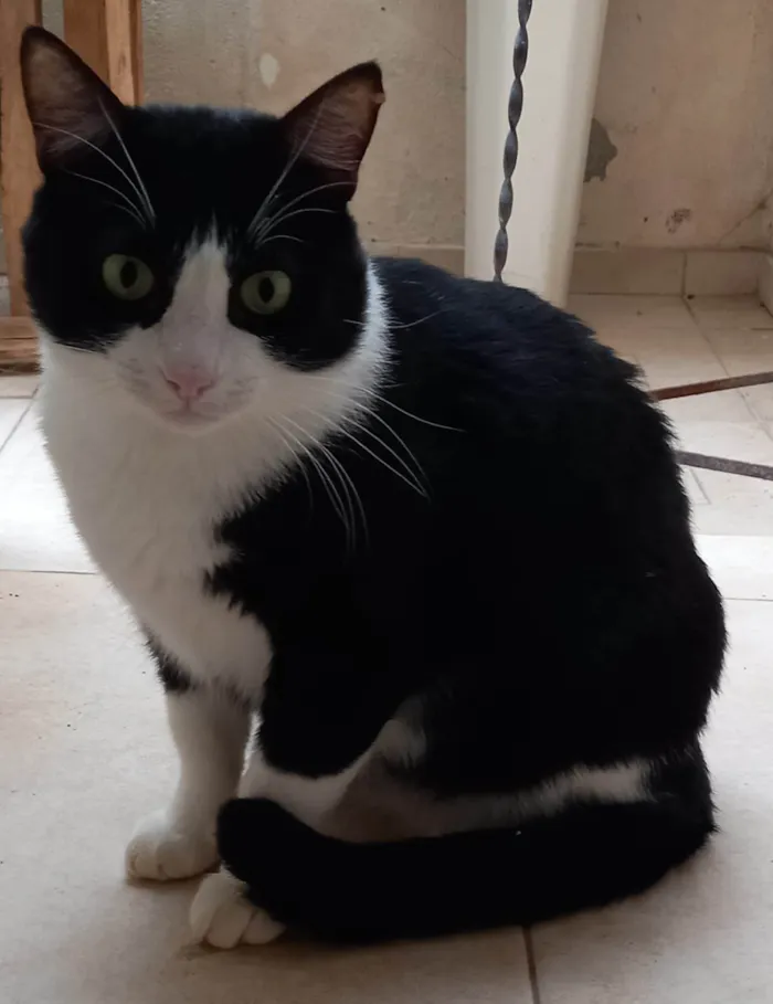 Gato ra a SRD-ViraLata idade 6 ou mais anos nome Rabinho e Rabão