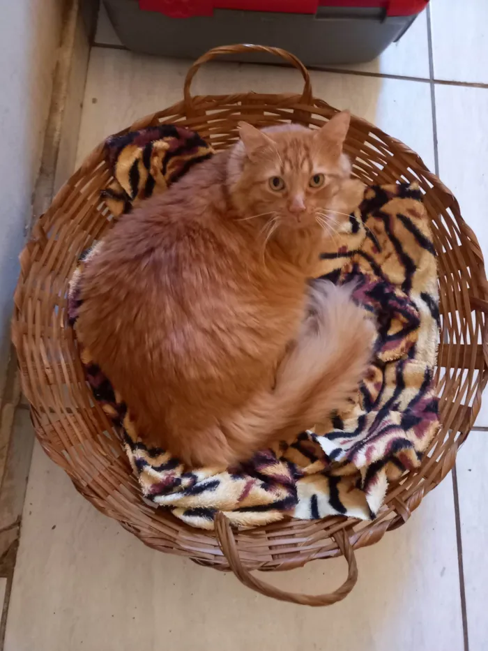 Gato ra a SRD-ViraLata idade 6 ou mais anos nome Rabinho e Rabão