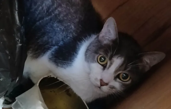 Gato ra a SRD-ViraLata idade 6 ou mais anos nome Rabinho e Rabão