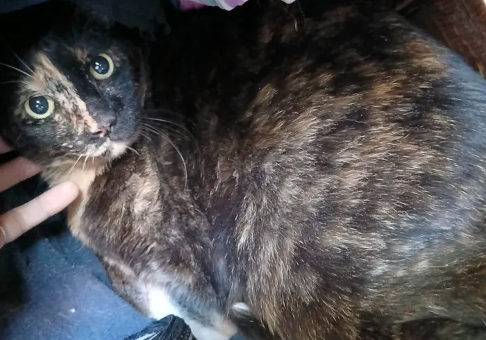Gato ra a SRD-ViraLata idade 6 ou mais anos nome Rabinho e Rabão