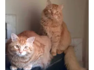 Gato raça SRD-ViraLata idade 6 ou mais anos nome Rabinho e Rabão