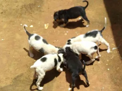 Cachorro raça SRD-ViraLata idade 2 a 6 meses nome Ney Santos