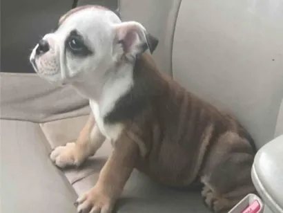 Cachorro raça Bulldog idade 7 a 11 meses nome xodózinho
